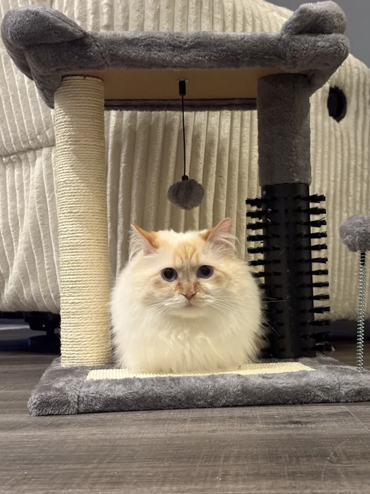 Saru sitting in his cat tree