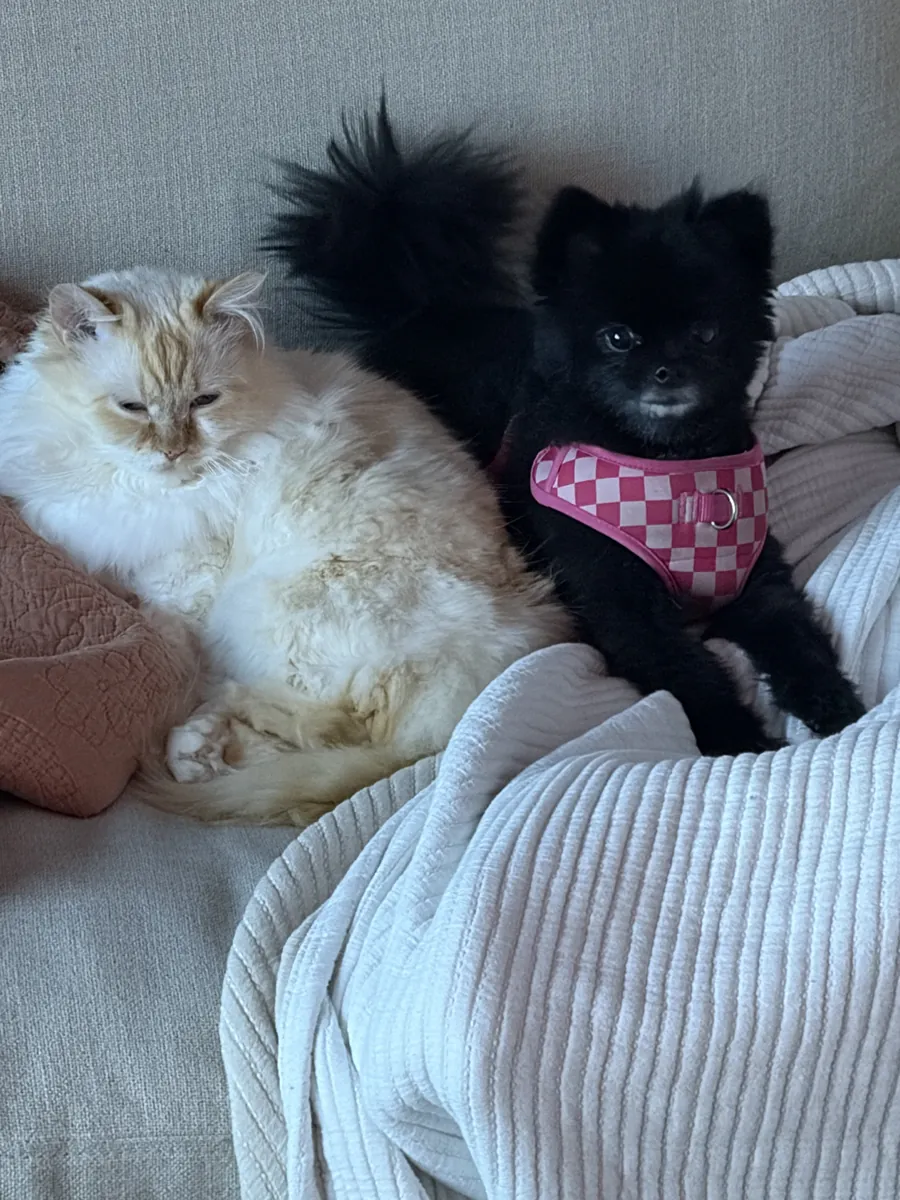 Ember and Saru together on the couch